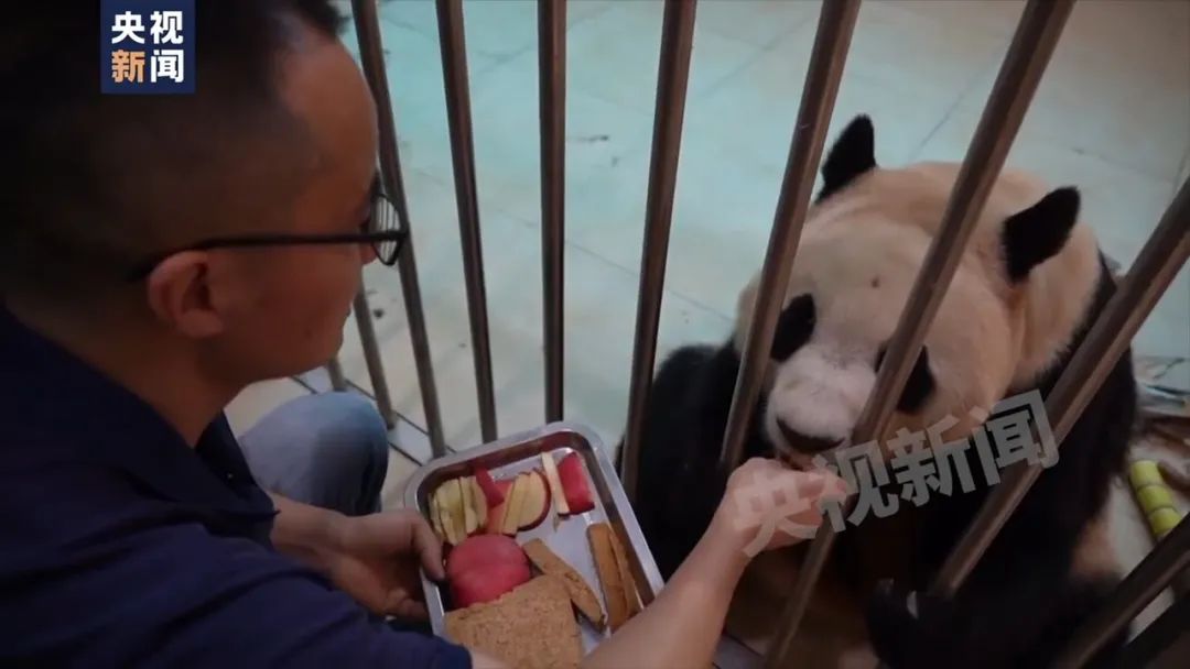 福宝连续来了好几个前滚翻