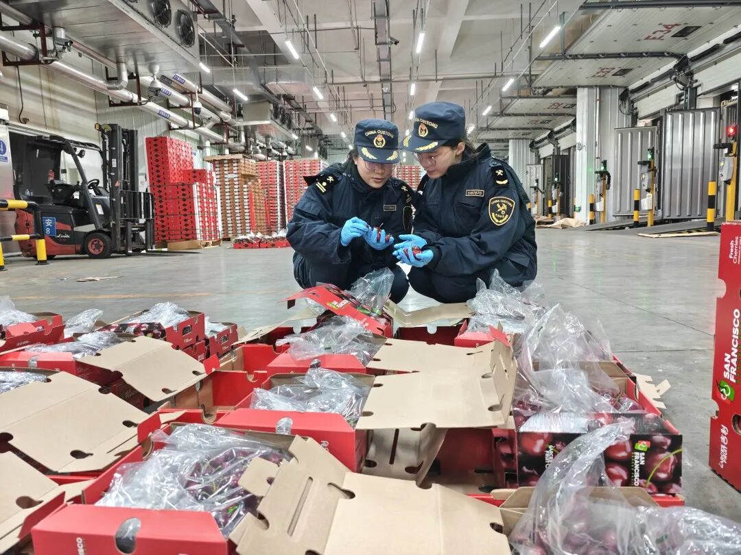 广州海关所属南沙海关对广州南沙口岸2026年首批进口车厘子进行监管