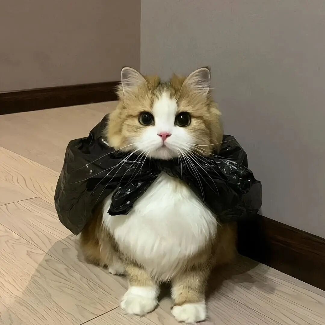 小头像 壁纸
