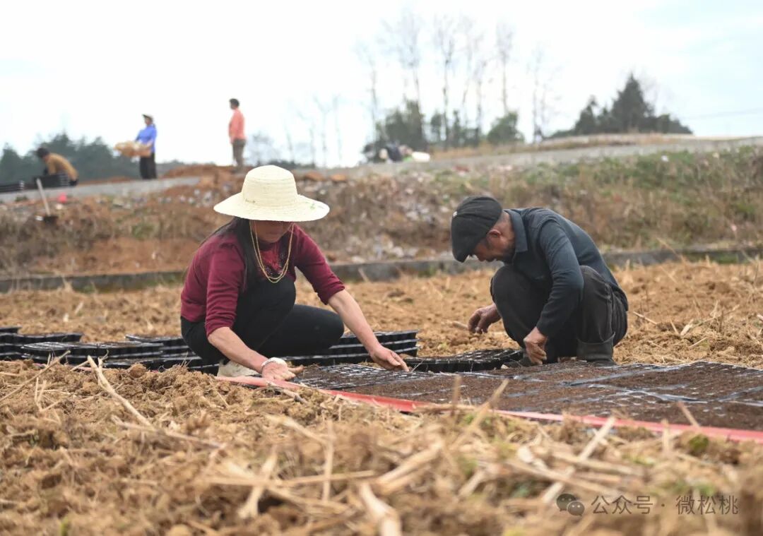 大路镇大路社区春耕正当时玉米育苗忙