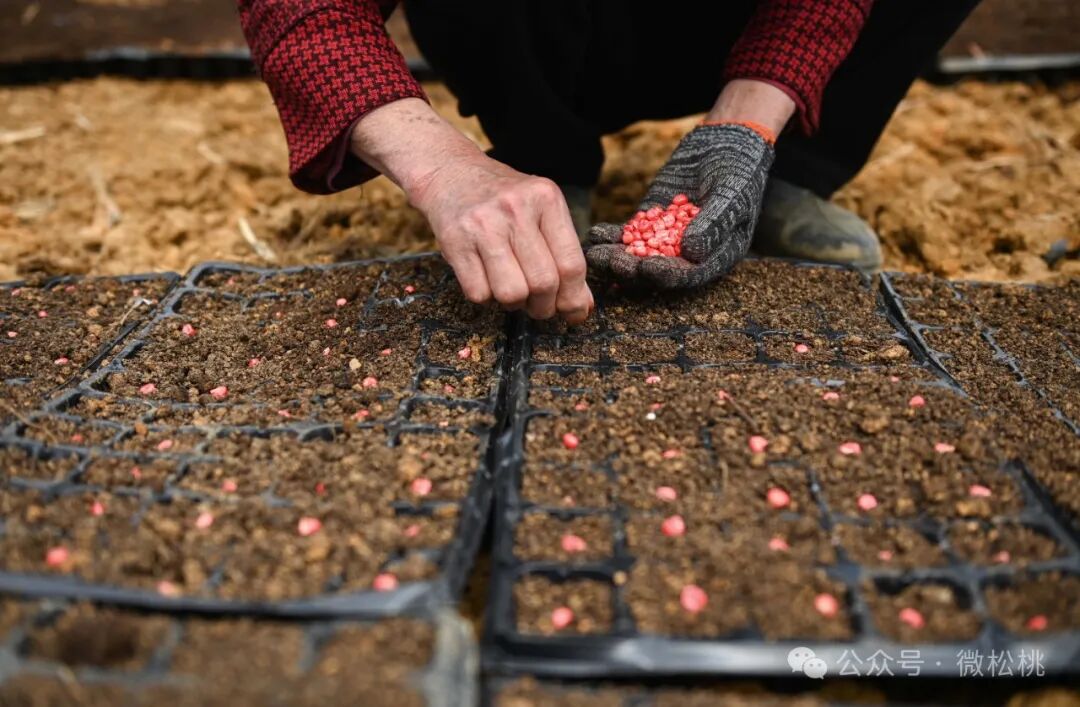 该基地种植的玉米品种为鲜食玉米,可以直接销售玉米,同时秸秆作为肥料