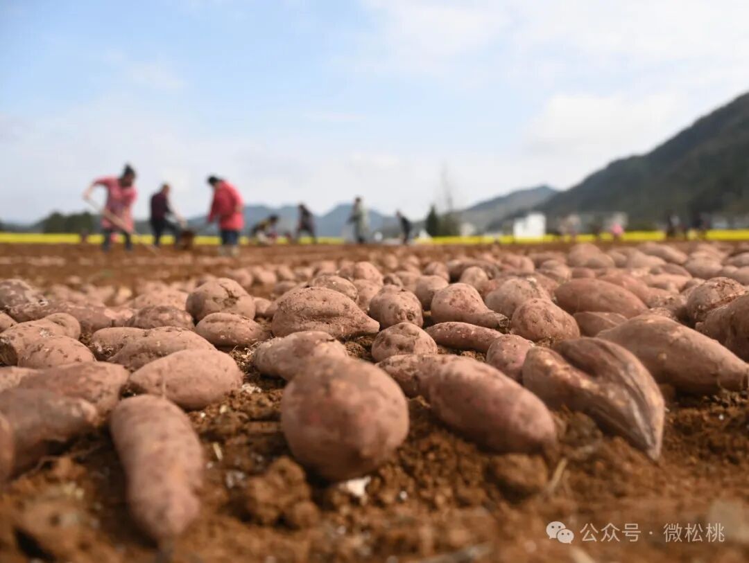 3月19日,在孟溪镇寨阳村红薯育苗基地