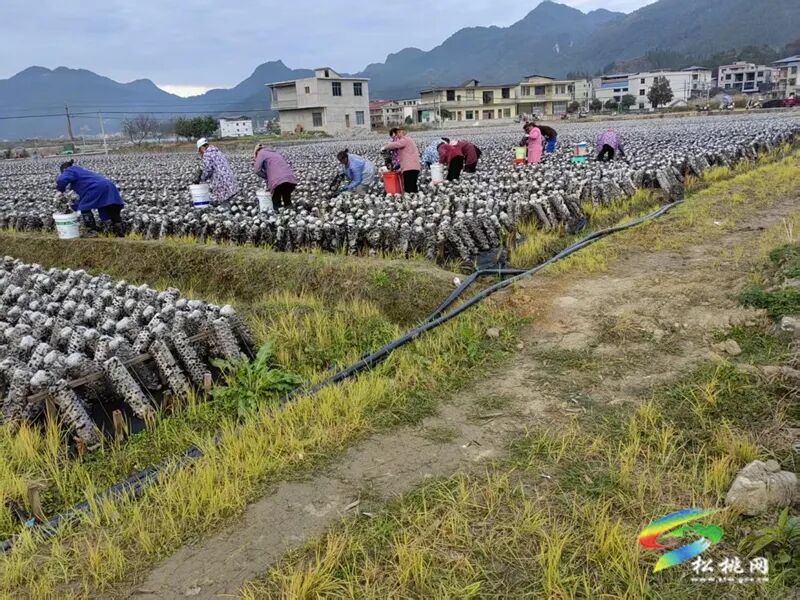 普觉镇：冬季木耳采摘忙 绘就乡村振兴丰收卷