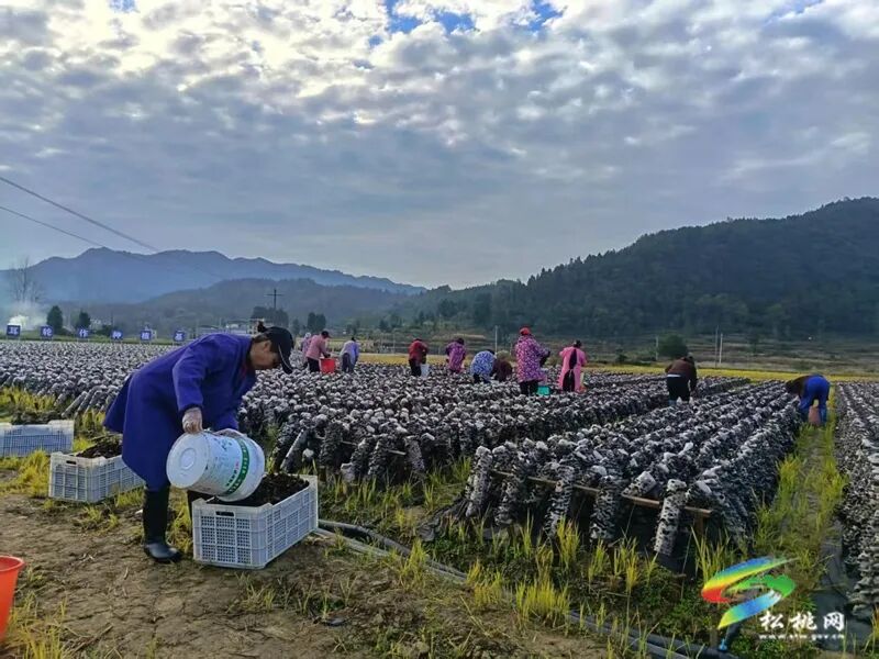 普觉镇：冬季木耳采摘忙 绘就乡村振兴丰收卷