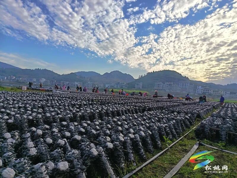 普觉镇：冬季木耳采摘忙 绘就乡村振兴丰收卷