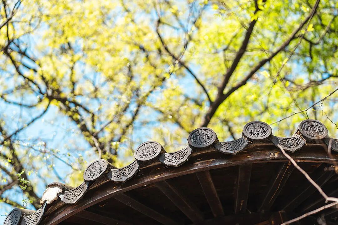 元夕邀红月，春分踏绿茵——芸香诗社二零二六年三月