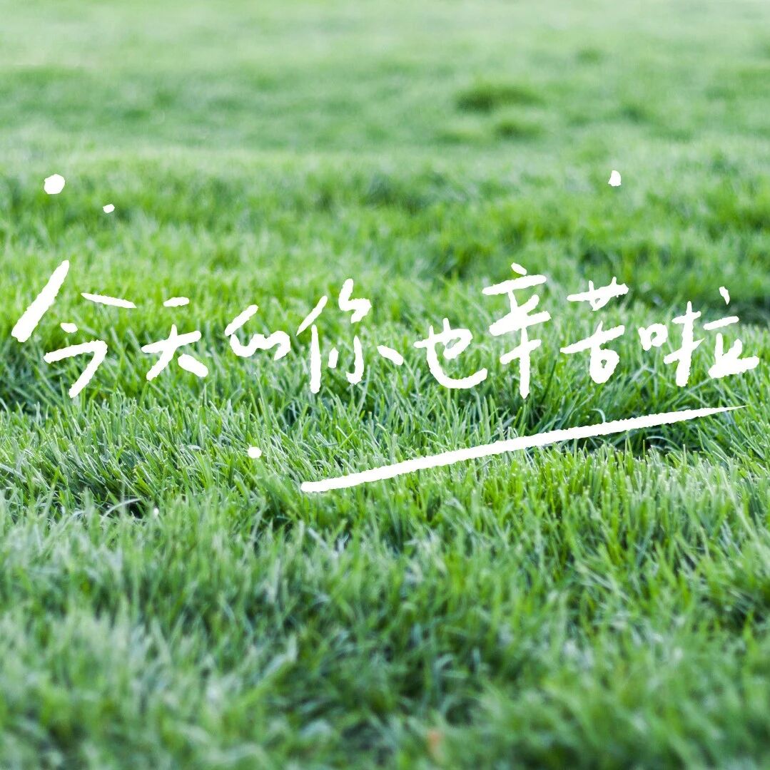 绿色护眼电脑壁纸 4k 高清壁纸