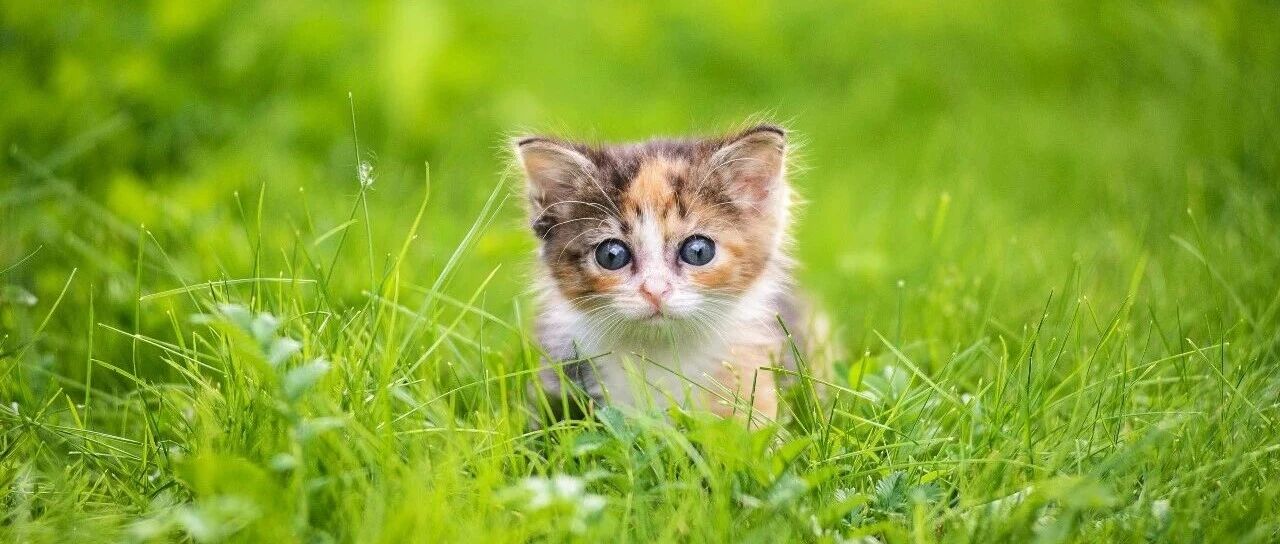 软萌小猫咪高清电脑壁纸