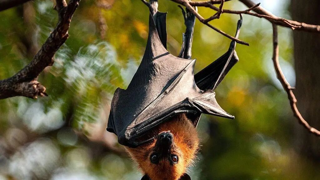 印度尼帕病毒│由果蝠經豬傳染人類生棗椰汁為何是｢危險飲品｣？