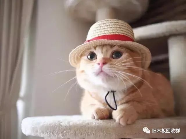 按木地板價(jià)格_pvc地板價(jià)格和普通地板_紅利地板 強化 印象木