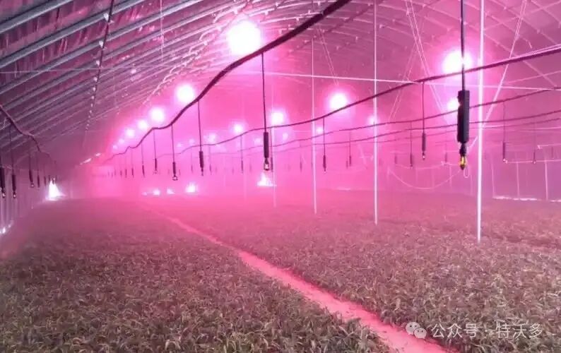 u=968678662,3454590633&fm=253&fmt=auto&app=138&f=JPEG.webp (1).jpg