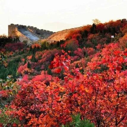 收藏 | 红叶季来了！这26个观赏点位超美！