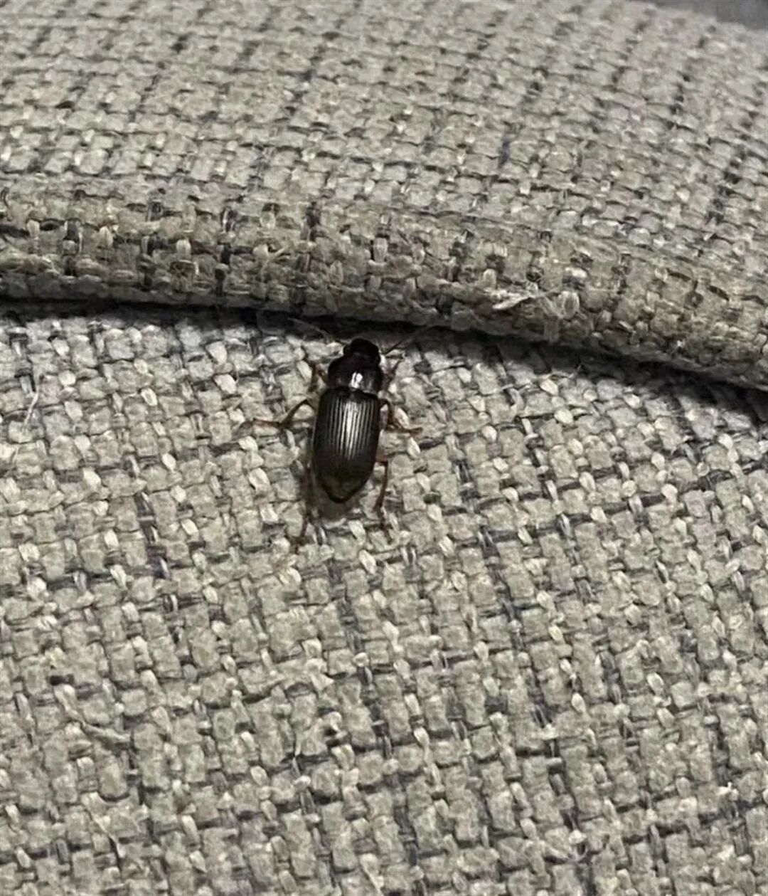 京津冀现不明黑虫专家释疑