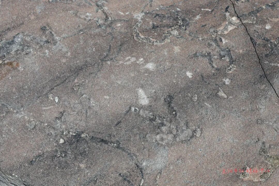 省内首次东阳发现1亿年前小型兽脚类恐龙脚印化石