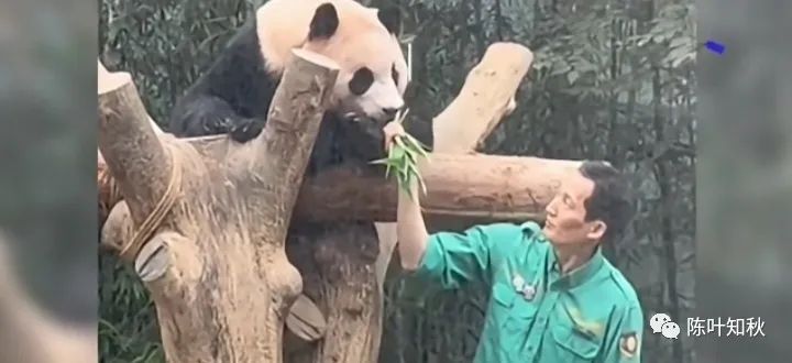 福宝最爱吃苦竹和糖心苹果