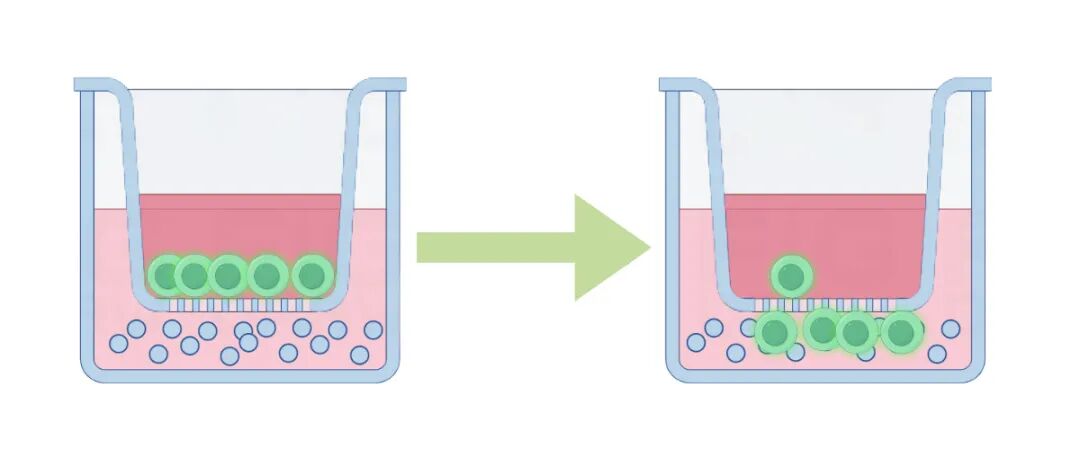 干貨來襲 | 如何用細胞嵌入皿玩轉細胞遷移/侵襲實驗！