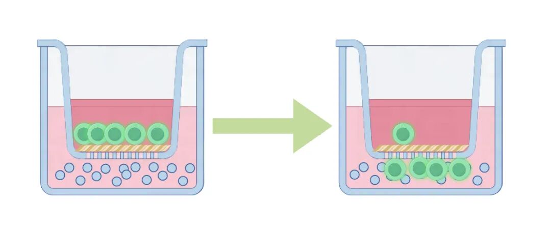 干貨來襲 | 如何用細胞嵌入皿玩轉細胞遷移/侵襲實驗！