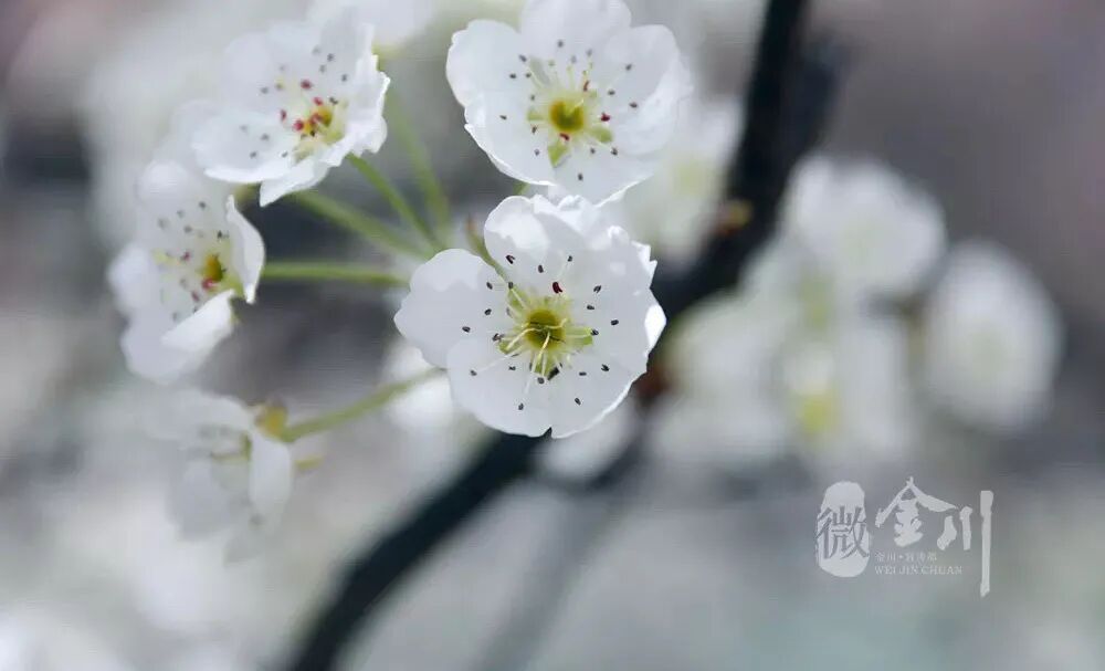 川西隐藏王炸县城万亩梨花美到爆美食超宝藏