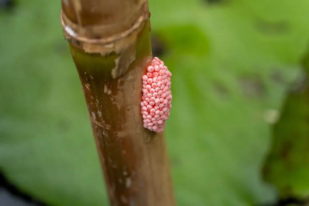 夫妻不戴手套铲除福寿螺感染寄生虫