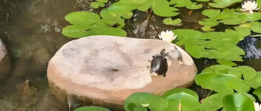 文章封面