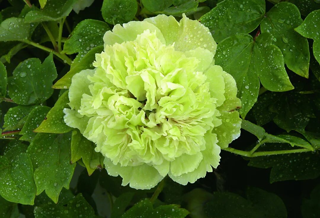 4月8日邀您云赏菏泽牡丹共享盛世花开