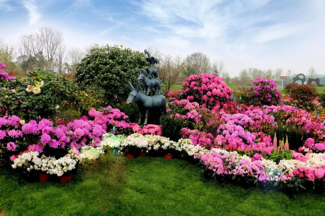 春约山海杜鹃花开2022第四届中国日照杜鹃花节与您云上相约