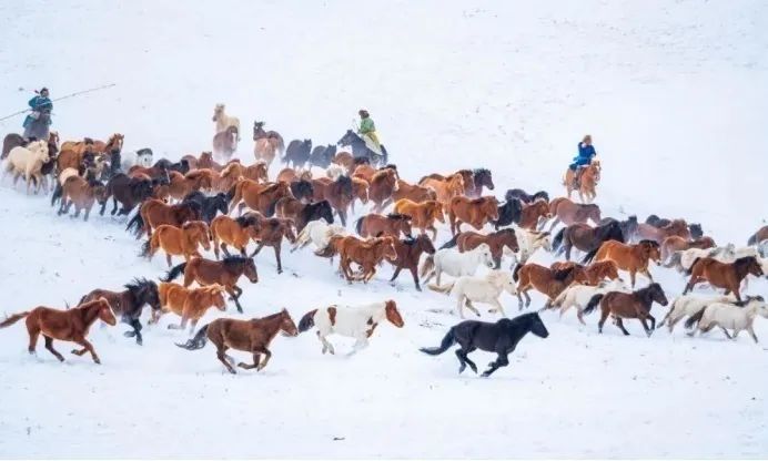 资讯 | 内蒙古赤峰市克什克腾旗：冬日乌兰布统草原上演“万马奔腾”