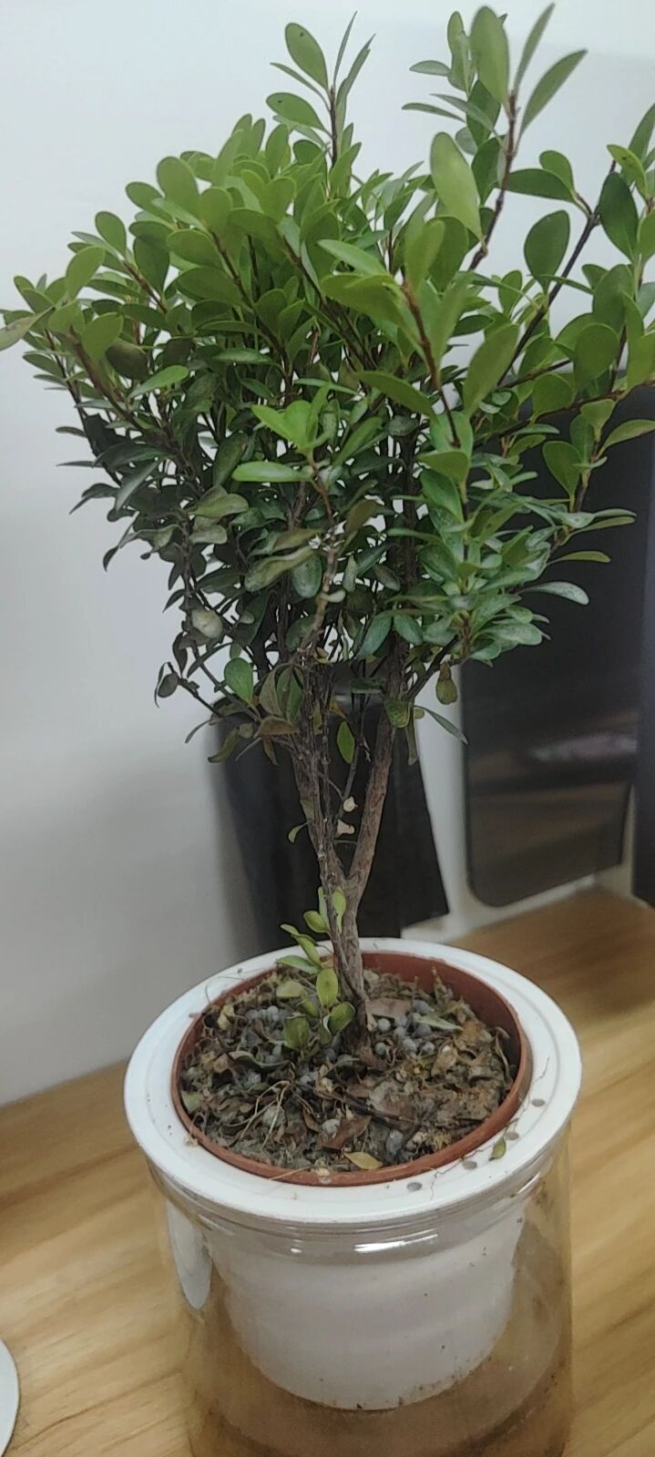 ♂来福福来♀