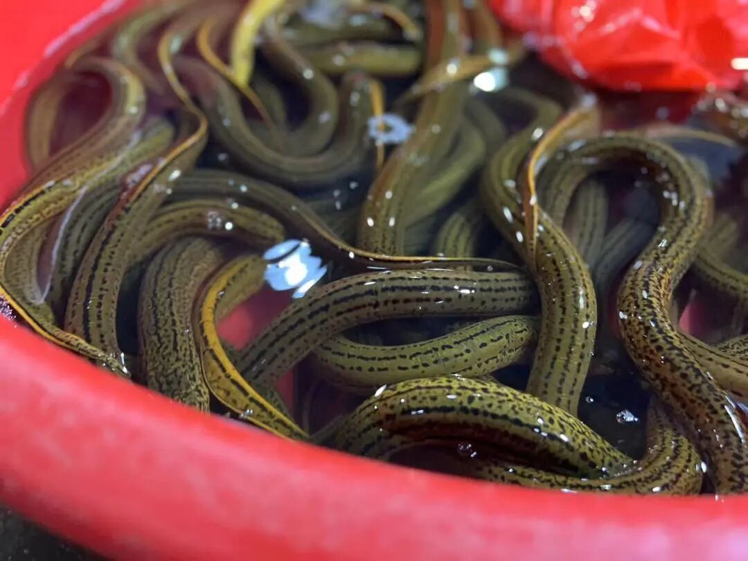 上周对比价格持平；而余杭农贸市场里，黄鳝近几日销售价保持在55元/斤。