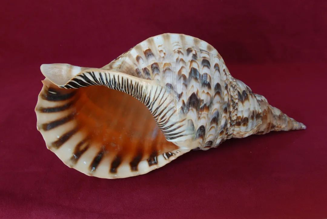50种珍稀贝壳最大图片
