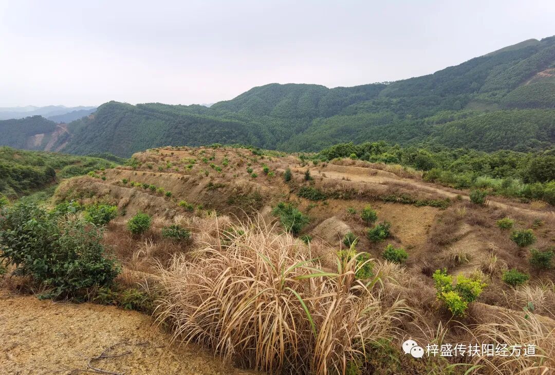 治高血压小柴胡汤加味药有奇效，不只是众人皆知用来治感冒发烧而已