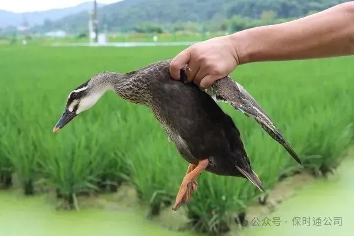 文化中国行感受非遗魅力