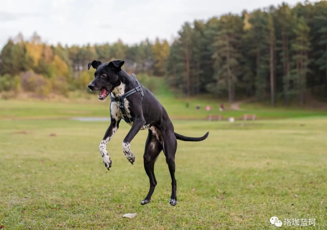 惠比特犬看似虚弱却实力惊人