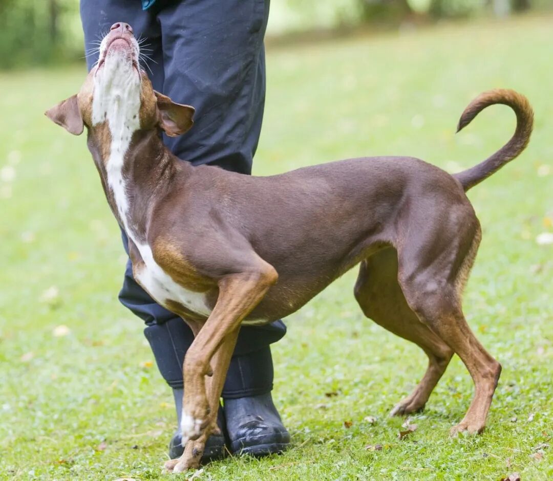 惠比特犬看似虚弱却实力惊人