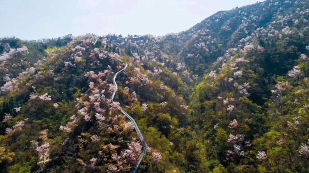 一起开启春日寺突ㄓ伟蓗扫码进入黄冈文旅地图英山天马寨野樱花