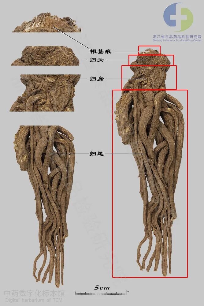 当归-全当归02 拷贝.jpg