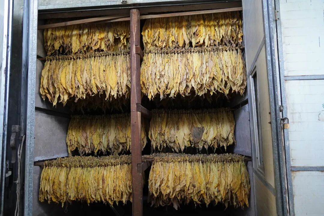 江古镇:烟叶整装待"烤" 烟农"钱"景在望