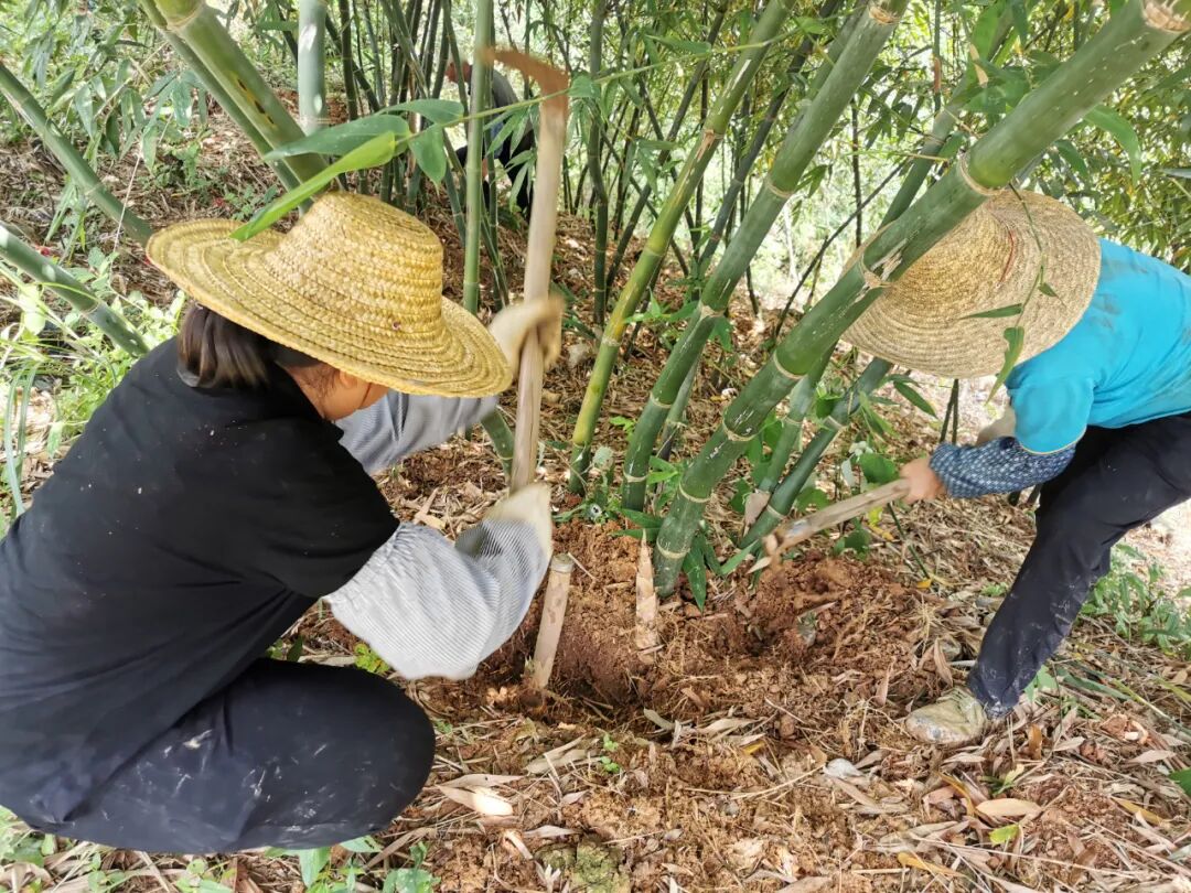 马蹄笋:鲜美食材山中藏 产业发展有奔头_贵港_广西