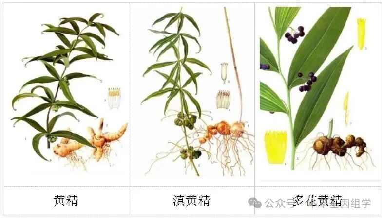 黄精的药用价值