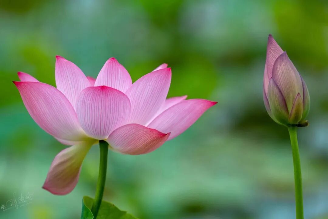 夏日渐深,哪里能邂逅美丽的荷花?厦门"赏荷地图"请收好