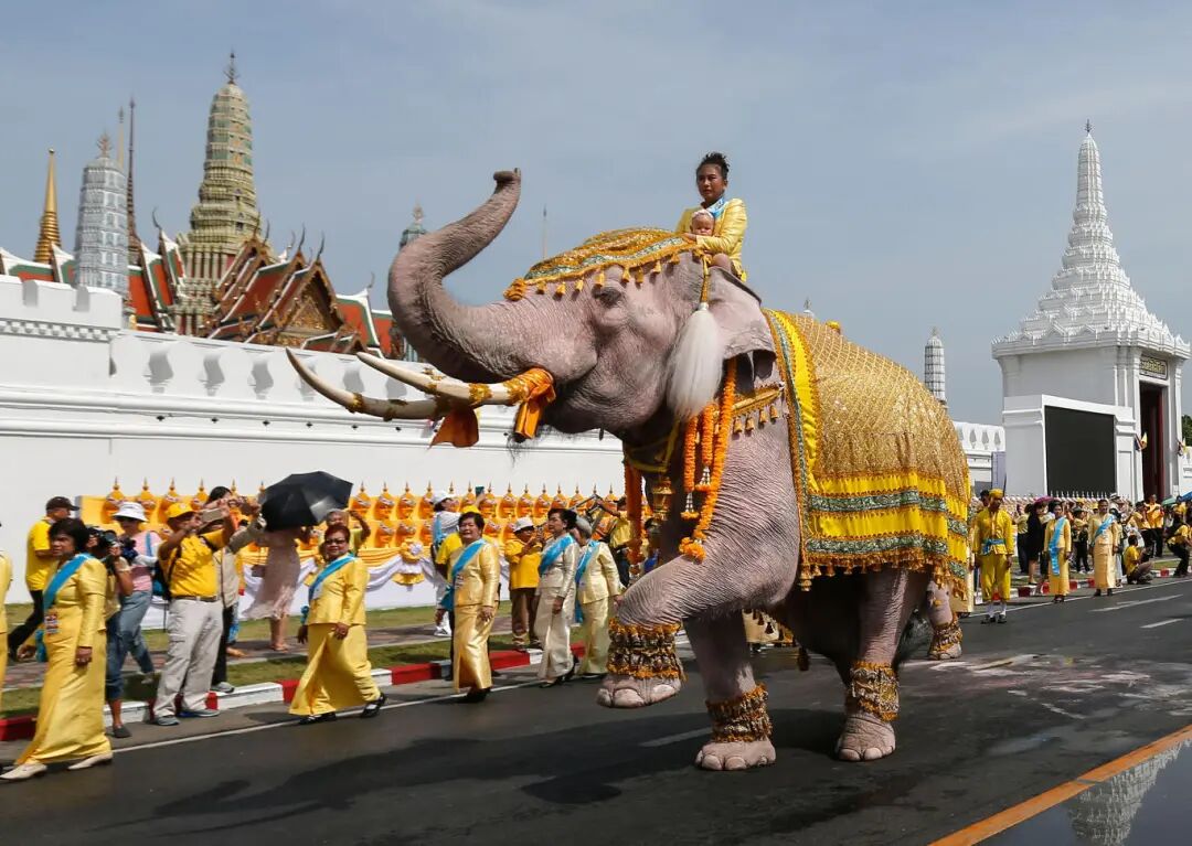 5.庆典上起舞的泰国象骑被涂上了白色颜料.jpg