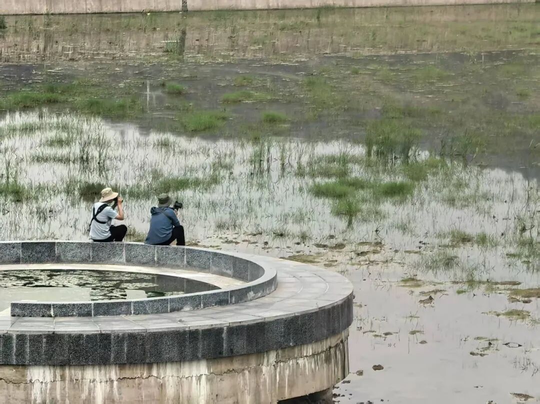 巴东观鸟续前缘