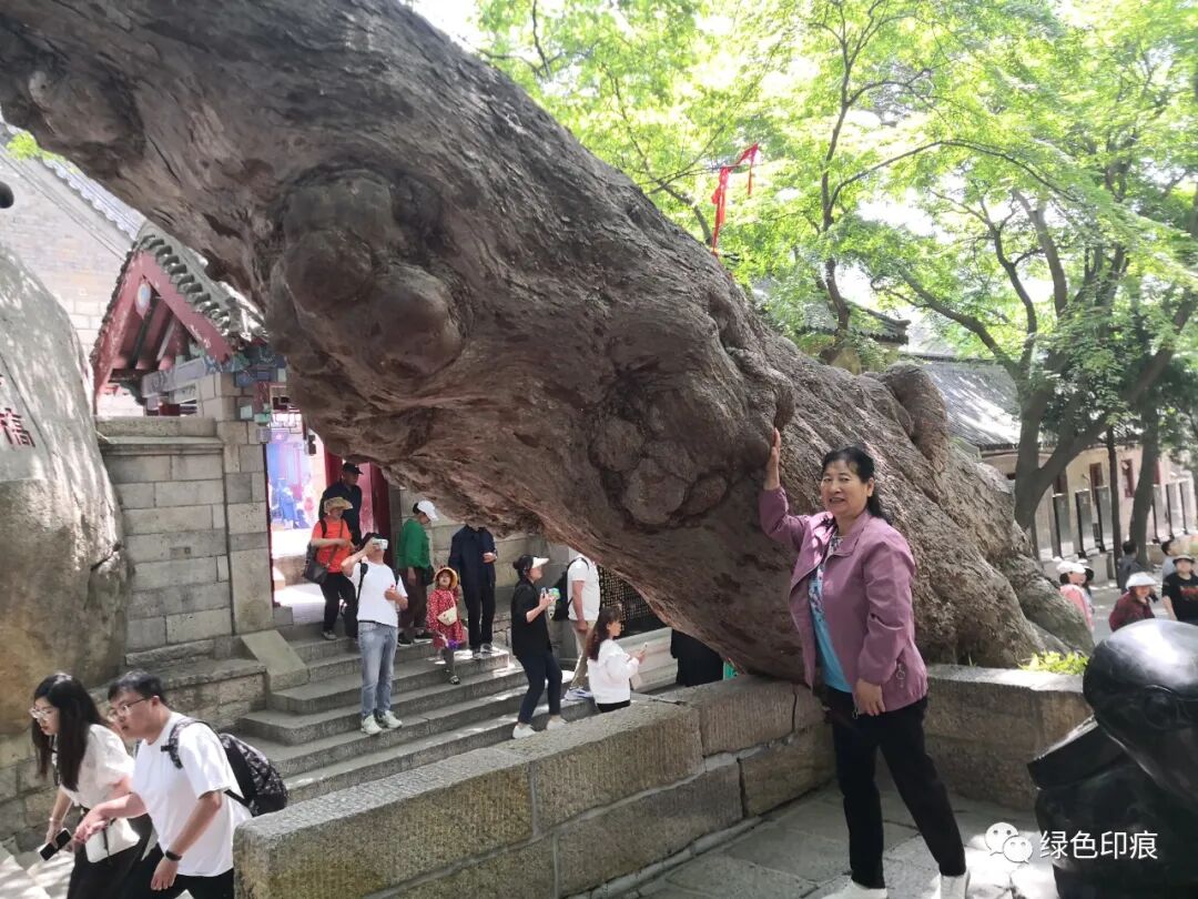 崂山太清宫游走在山东