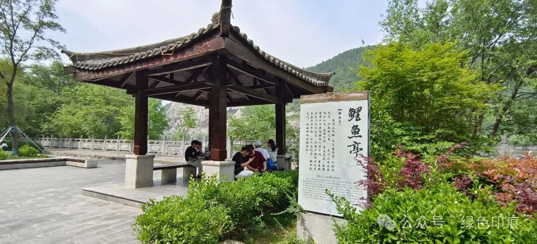 如今,伊水河南端新架了桥,看完龙门石窟,从南面直接过桥就到了香山.