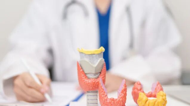 摄图网_389604116_医生手持人体甲状腺解剖模_(企业商用).jpg