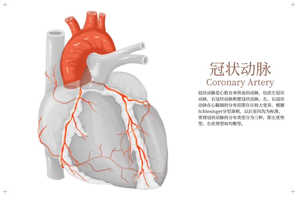 摄图网_402721203_手绘写实医学解剖人体内脏_(企业商用).jpg