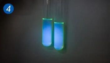 同時(shí)使用366nm紫外燈照射顯黃色的管數(shù)，看是否觀察到熒光