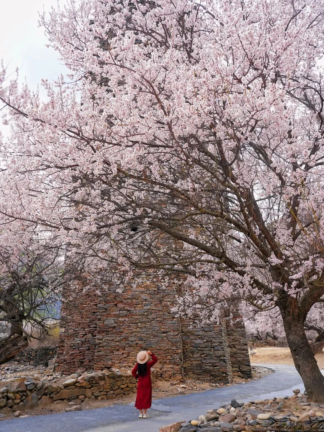 有直飞有高铁！花海美过新疆日本！这座小城凭什么荣登“春日旅行天花板”？