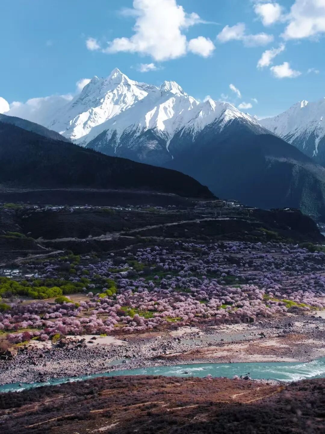有直飞有高铁！花海美过新疆日本！这座小城凭什么荣登“春日旅行天花板”？