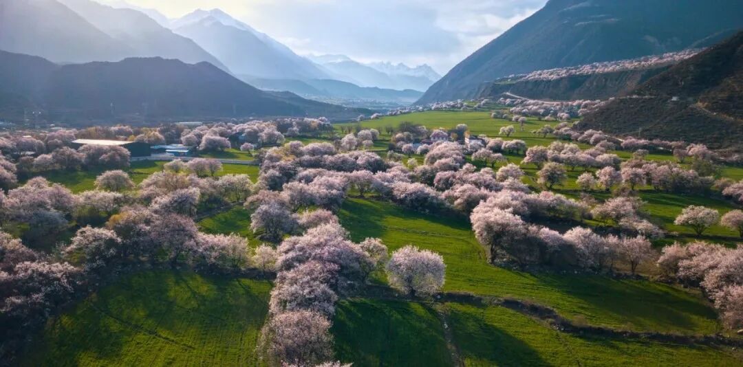 有直飞有高铁！花海美过新疆日本！这座小城凭什么荣登“春日旅行天花板”？
